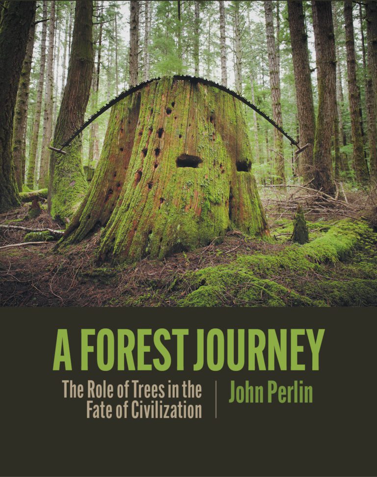 journey forest scene